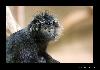 Haubenlangur
