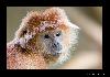 Portrait Haubenlangur