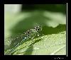 Libelle